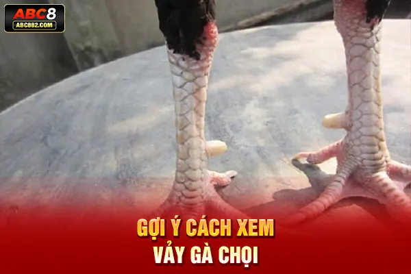 Gợi ý cách xem vảy gà chọi