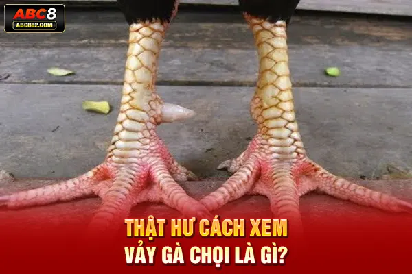 Thật hư cách xem vảy gà chọi là gì?