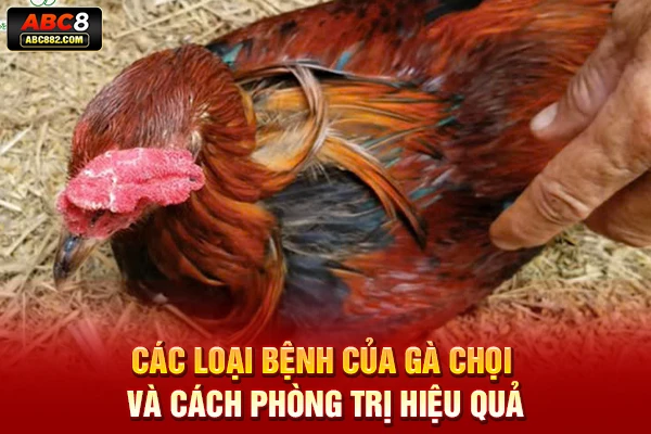 các loại bệnh của gà chọi