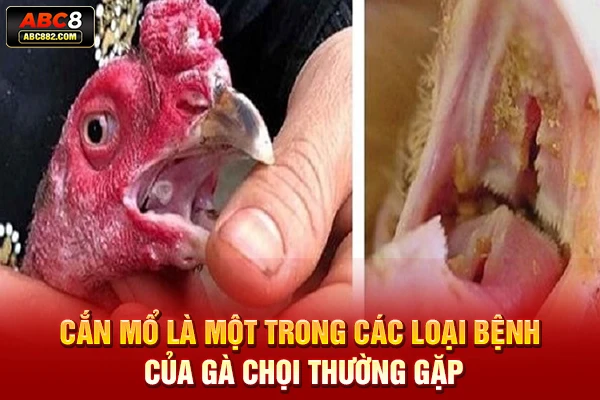 Cắn mổ là một trong các loại bệnh của gà chọi thường gặp