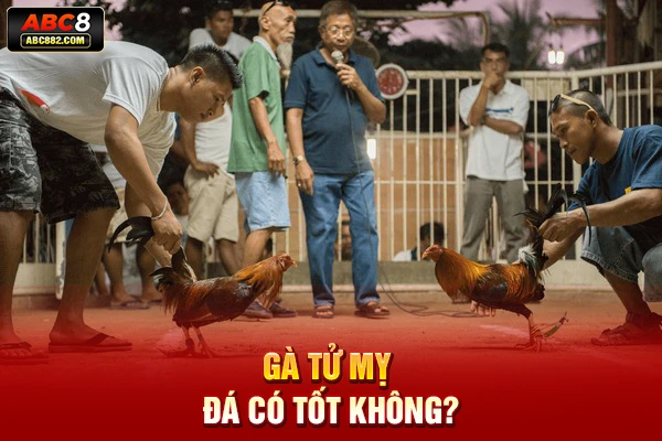 Gà tử mỵ đá có tốt không?