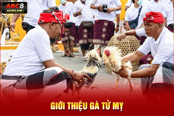 Giới thiệu gà tử mỵ