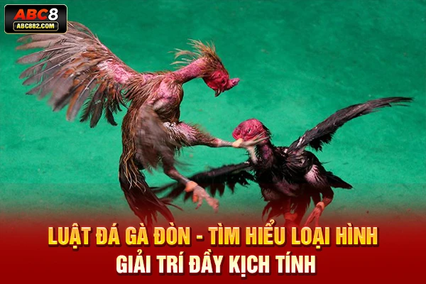 luật đá gà đòn