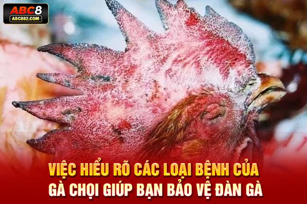 Việc hiểu rõ các loại bệnh của gà chọi giúp bạn bảo vệ đàn gà